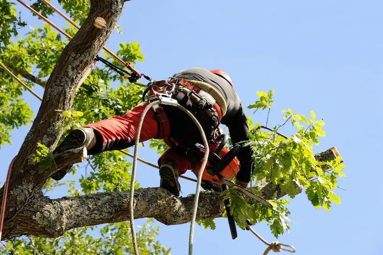 Intervention arboricole par Brun Élagage en Haute-Savoie